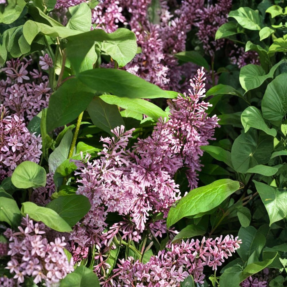 James Macfarlane Lilac - Purple Preston Lilac Shrub in 2 Gallon Pot | Fragrant Spring Blooms
