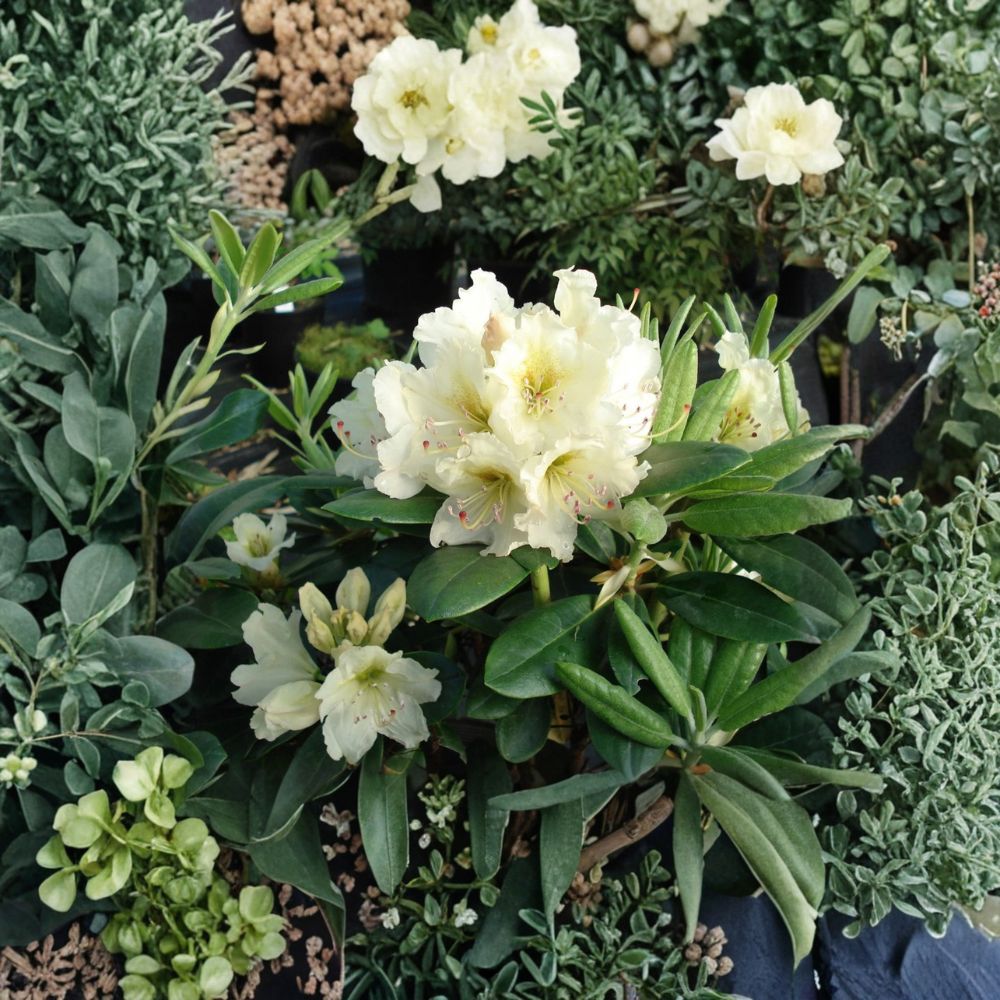 Rhododendron ‘New Century’ Evergreen Shrub | Yellow Green Blooms | Cold Hardy to -15°F