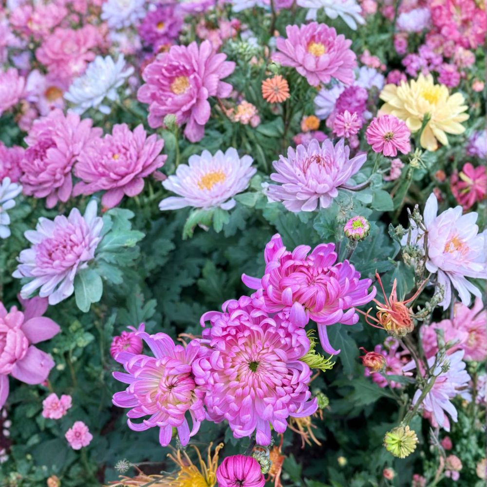 Pale Pink Mum Plants – 2 Pack Perennial Chrysanthemum with Large Flowers