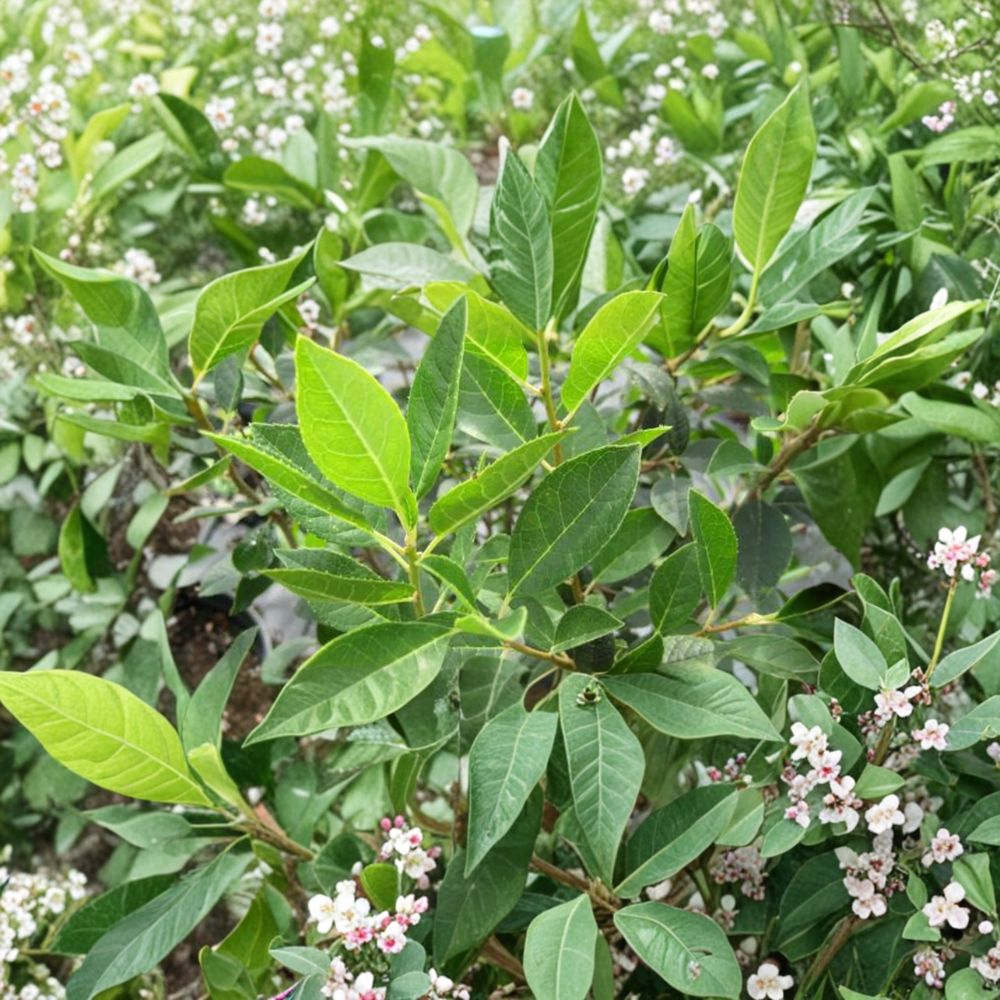 Southern Gentleman Winterberry Holly - Male Pollinator Shrub in 1 Gallon Pot | Ilex verticillata