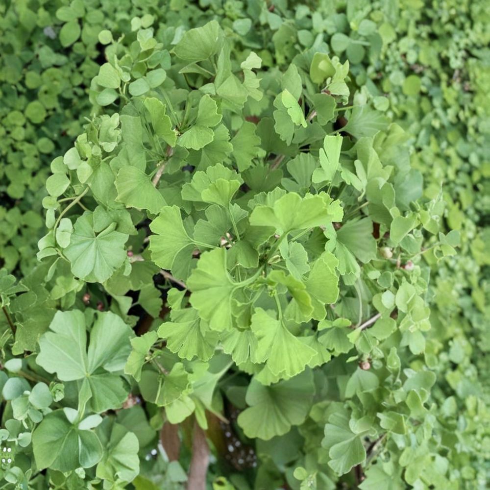 Folkert’s Select Ginkgo Tree | 12 Inch Tall 1-Year Grafted Ginkgo biloba