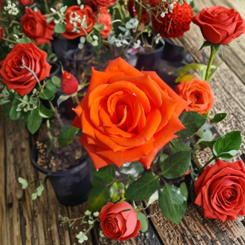 MARINA Floribunda Rose – 5 Gallon Salmon Orange Everblooming Rose Bush