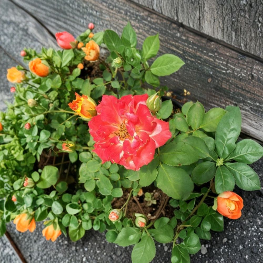 Pinata Rose Live Bush Plant | 1 Gallon Yellow Orange Blooms | Full Sun Flowering Shrub