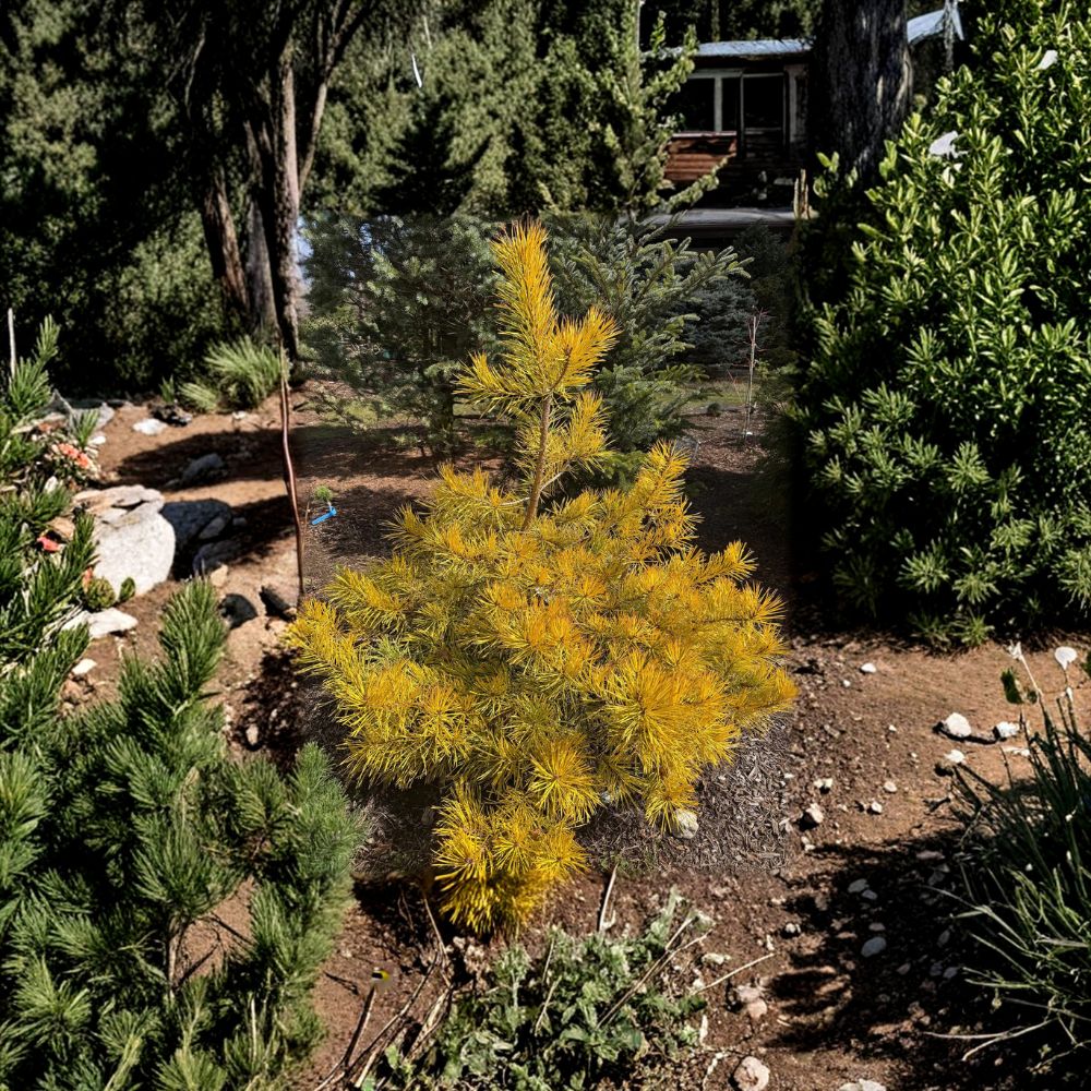 Nisbet’s Gold Scots Pine - 12 Inch Tall Live Golden Evergreen Conifer in 1 Gallon Pot