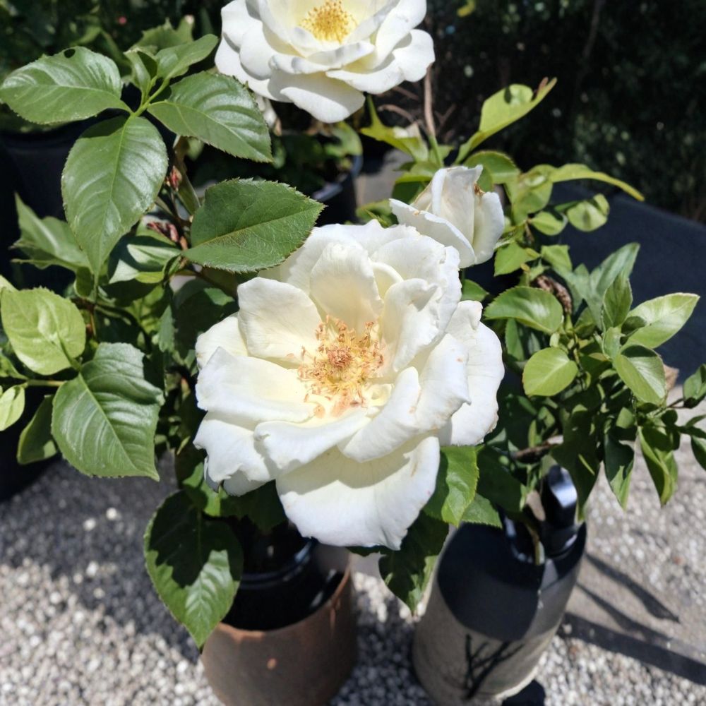 White Lightnin Grandiflora Rose Live Plant - 2 Gallon | Pure White Repeat Blooming Rose Bush