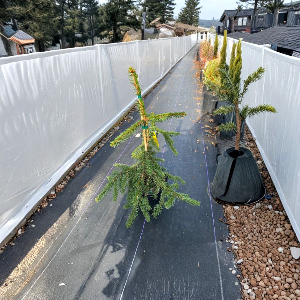 Gold Drift Norway Spruce - 12 Inch Tall Live Golden Evergreen in 1 Gallon Pot