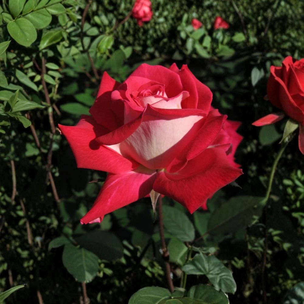 Love Grandiflora Rose Live Plant – 5 Gallon Ruby Red & White Fragrant Rose Bush
