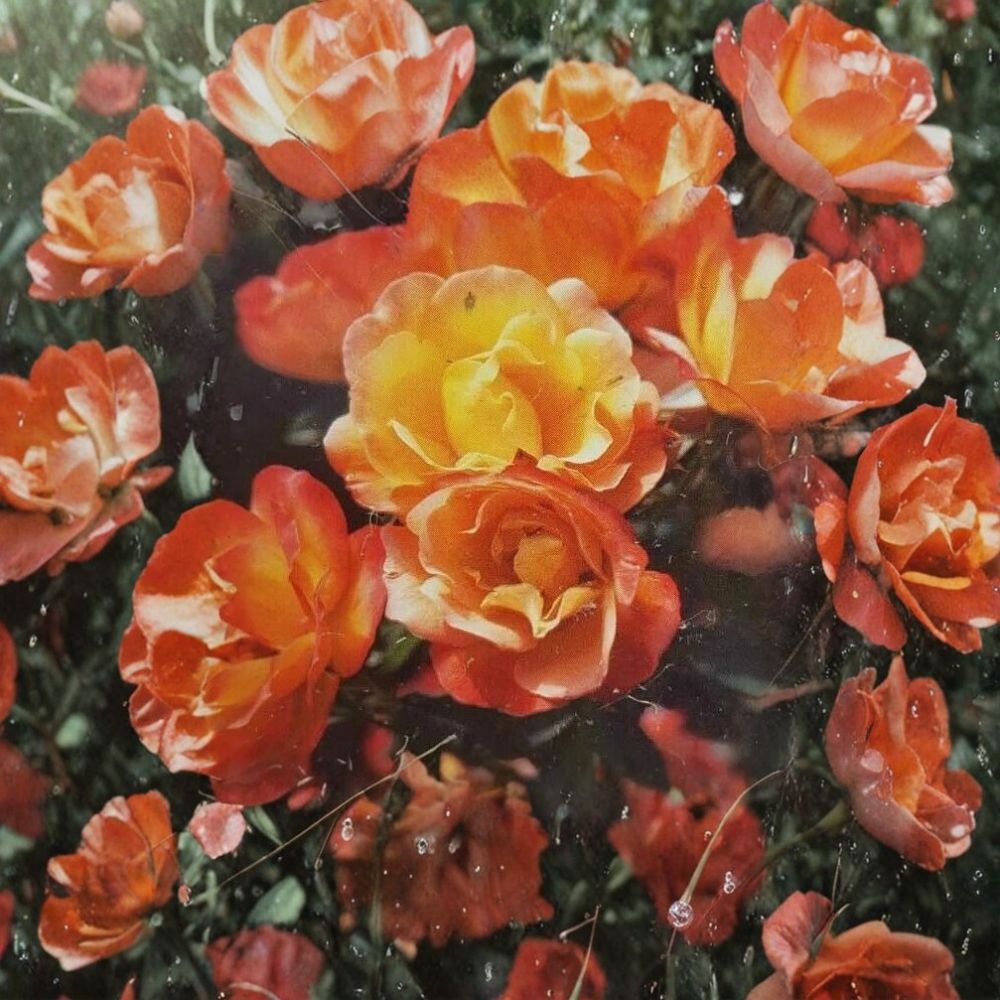 Climbing Piñata Rose Live Plant – 1 Gallon Yellow & Vermilion Climbing Rose