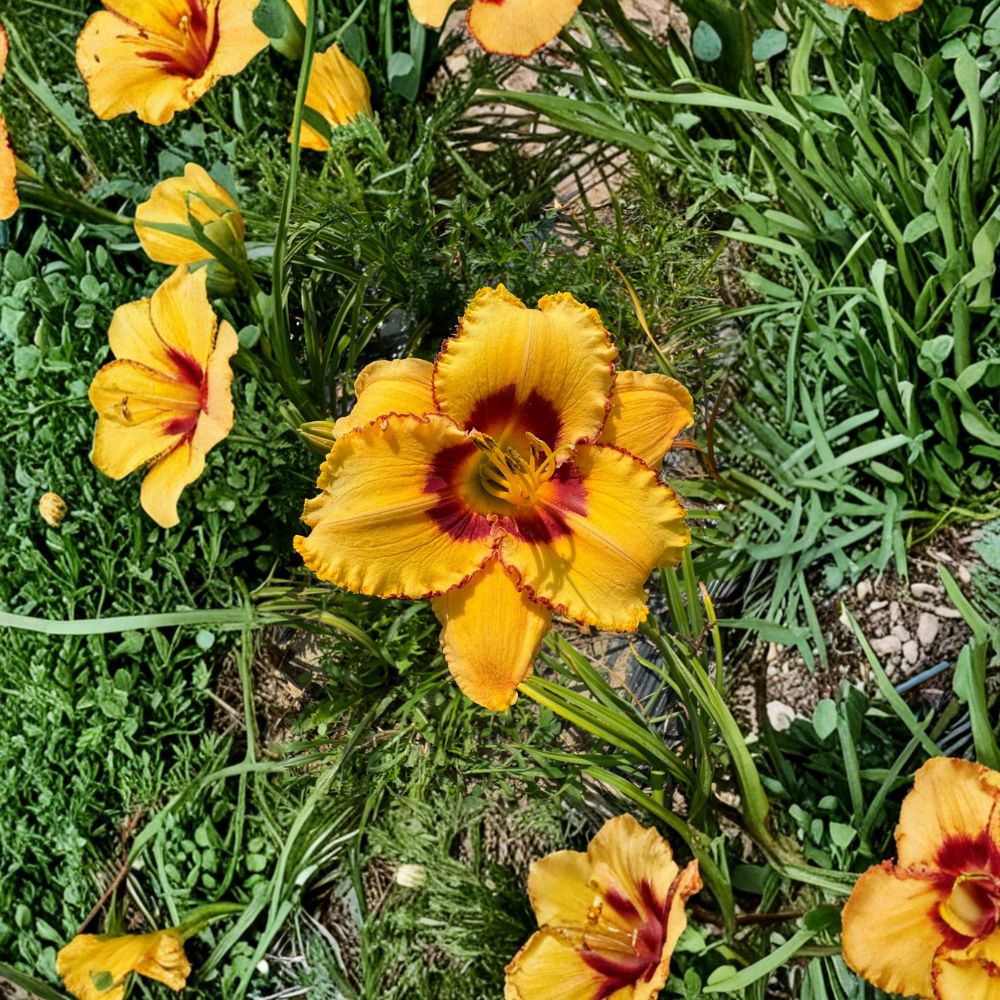 Hemerocallis 'Two Part Harmony' Daylily – 3 Bare Root Plants | Hardy Perennial Flower