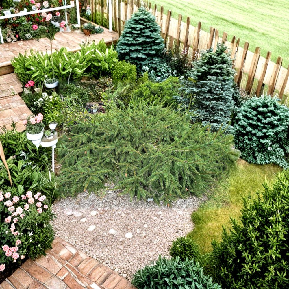 Acrocona Norway Spruce - 12 Inch Tall Live Evergreen Conifer in 1 Gallon Pot