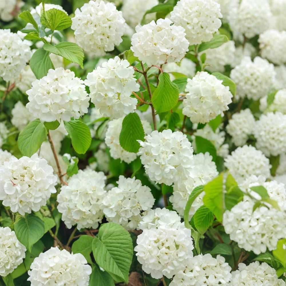 Popcorn Viburnum - Viburnum plicatum 'Popcorn' | 4 Inch Pot Live Flowering Shrub