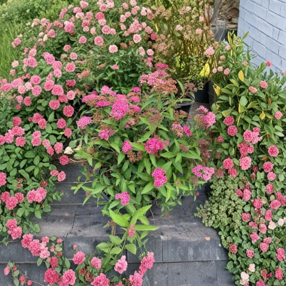 Neon Flash Spirea Live Flowering Shrub | 4 Inch Pot | Spiraea japonica | Pink Red Summer Blooms