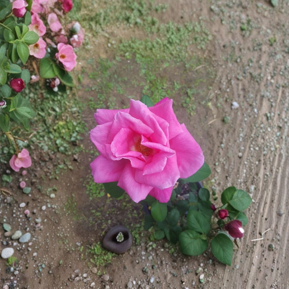 Perfume Delight Rose – Fragrant Pink Hybrid Tea Rose Live Plant 2 Gallon