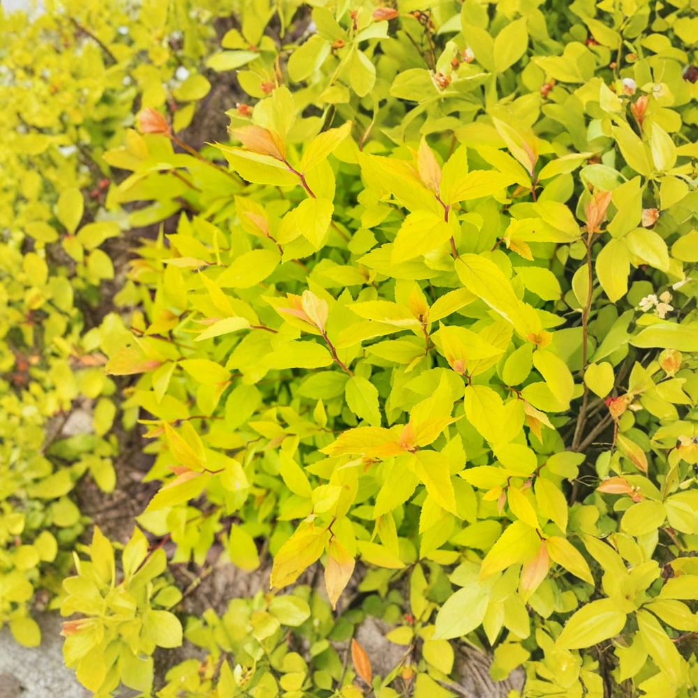 Lemon Princess Spirea - Live Flowering Shrub in 4 Inch Pot | Spiraea japonica with Golden Foliage