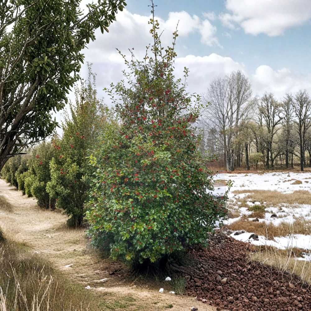Ilex opaca 'Miss Helen' – Female American Holly Live Plant | 12 Inches Tall | 1 Gallon Pot | Evergreen Tree | Hardy Native Holly