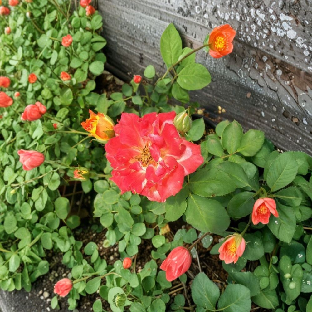 Pinata Rose Live Yellow Orange Rose Bush 1 Gallon | Vibrant Bi-Color Blooms