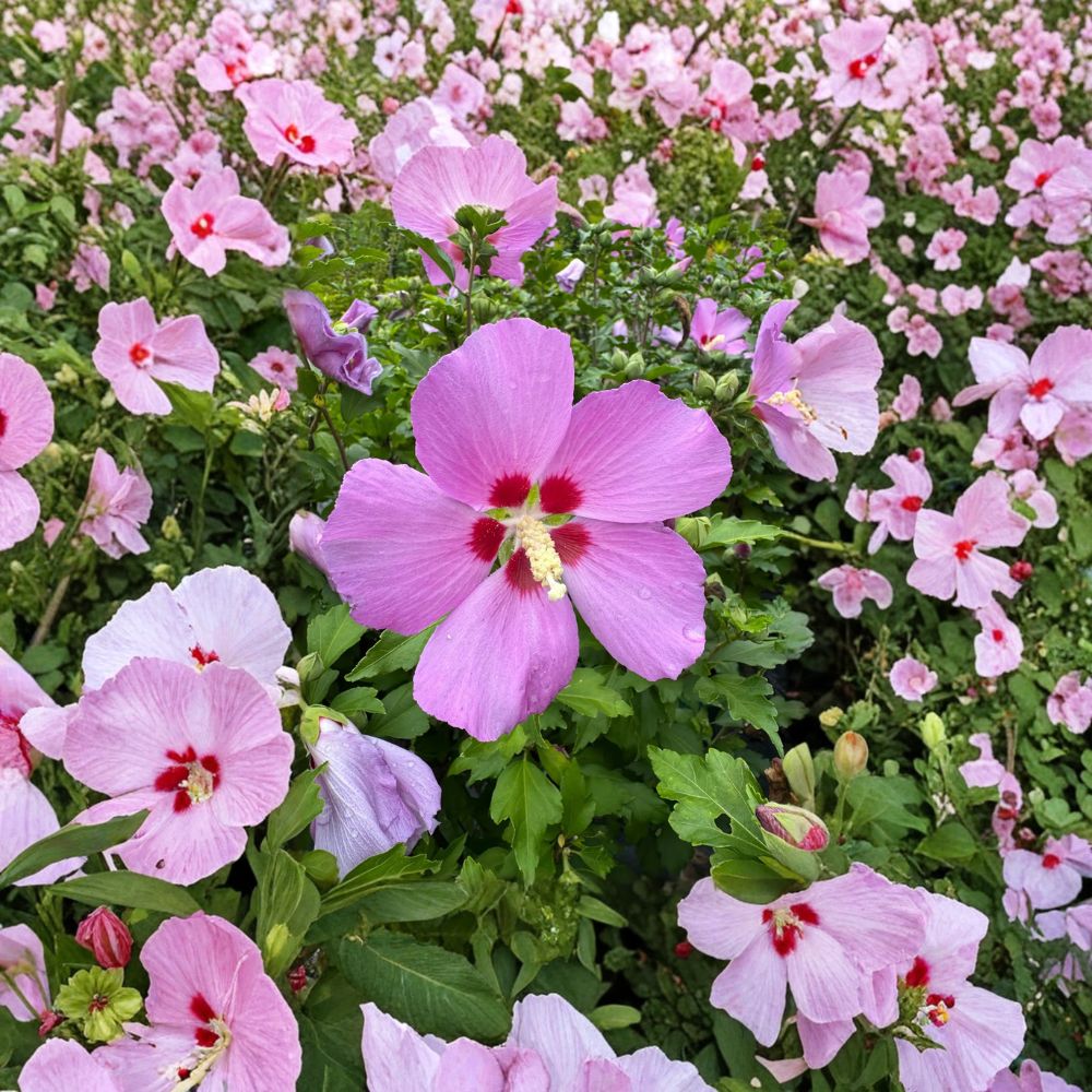 Woodbridge Rose of Sharon Hibiscus syriacus Live Plant in 2 Gallon Pot - Pink Flowering Shrub