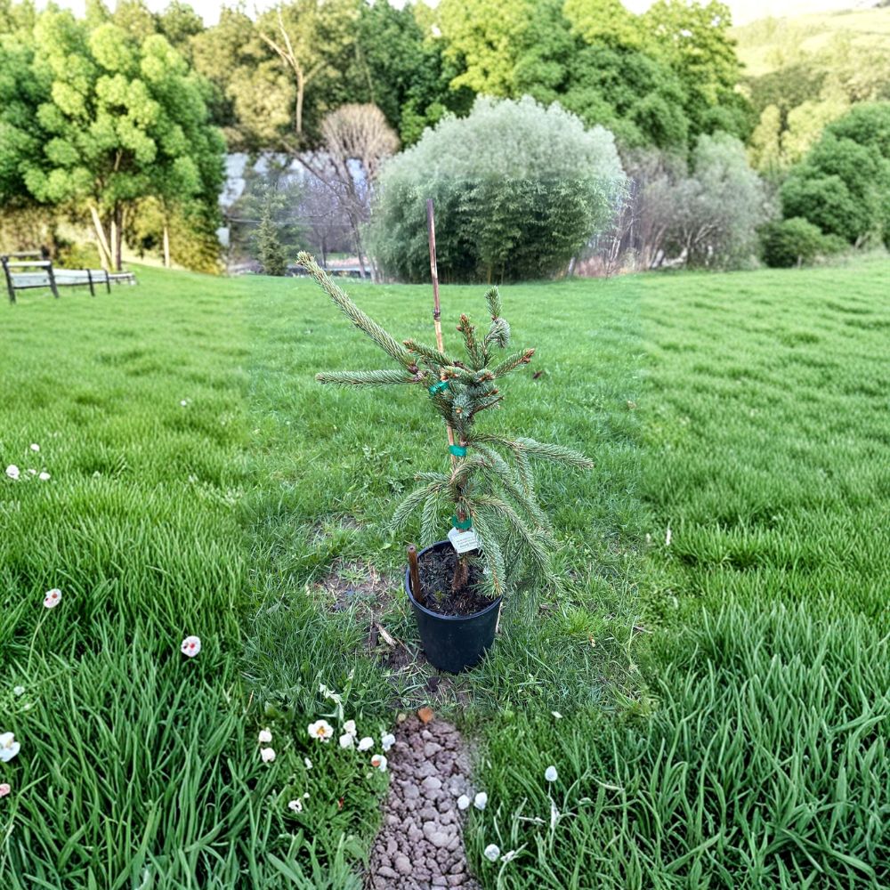 Glauca Pendula Norway Spruce - Weeping Blue Evergreen Tree in 1 Gallon Pot