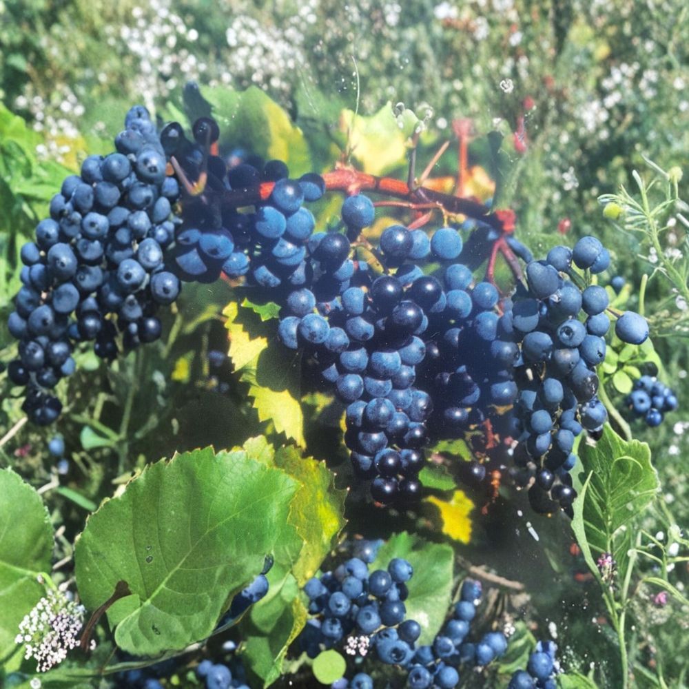 Concord Grape Vine – Vitis labrusca Live Plant | 2 Gallon Size | Root-Wrapped Healthy Vine