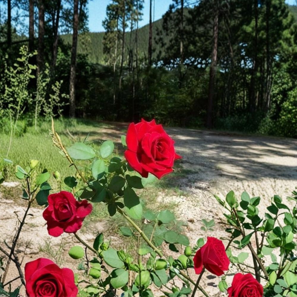 Climbing Don Juan Rose – 5 Gallon Live Rose Bush with Deep Red Fragrant Blooms