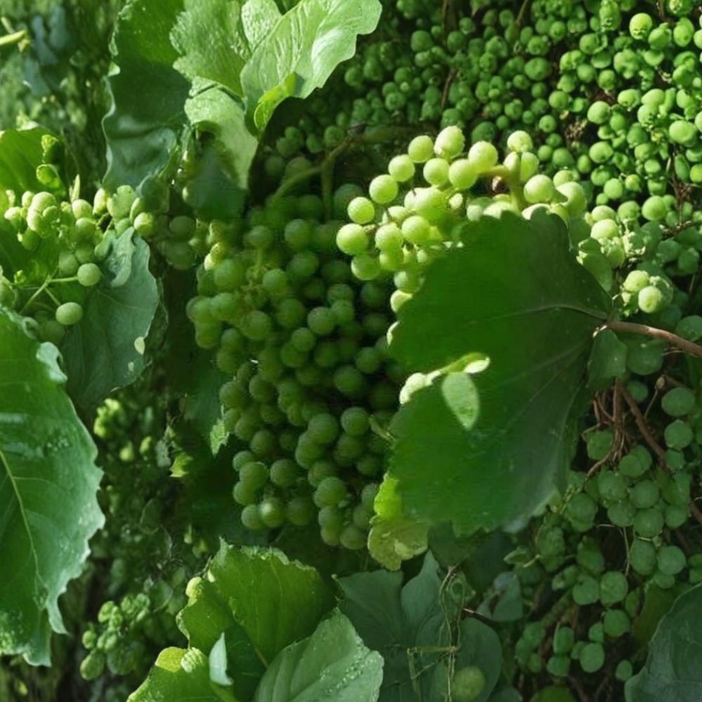 Chardonnay White Wine Grape Vine – 4–6 Ft Tall Self-Fertile Live Plant for Vineyard & Home Garden
