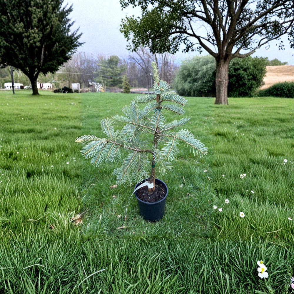 Leuteneggeri Hybrid Fir – 12 Inch Tall Live Evergreen Conifer in 1 Gallon Pot