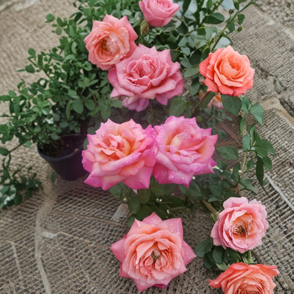 Broadway Hybrid Tea Rose - 5 Gallon Live Bush Plant with Golden Yellow Pink Blooms