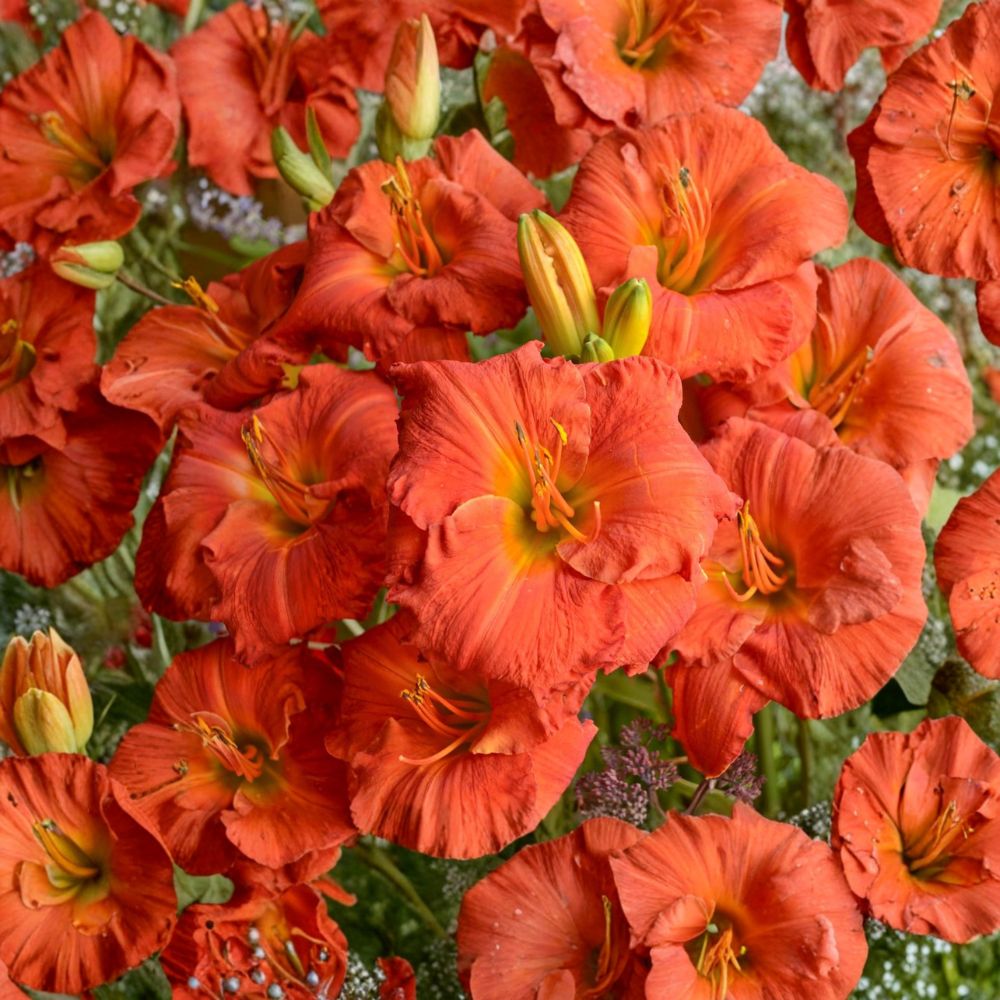 Hemerocallis 'Desert Flame' Daylily – 3 Bare Root Reblooming Perennial Plants