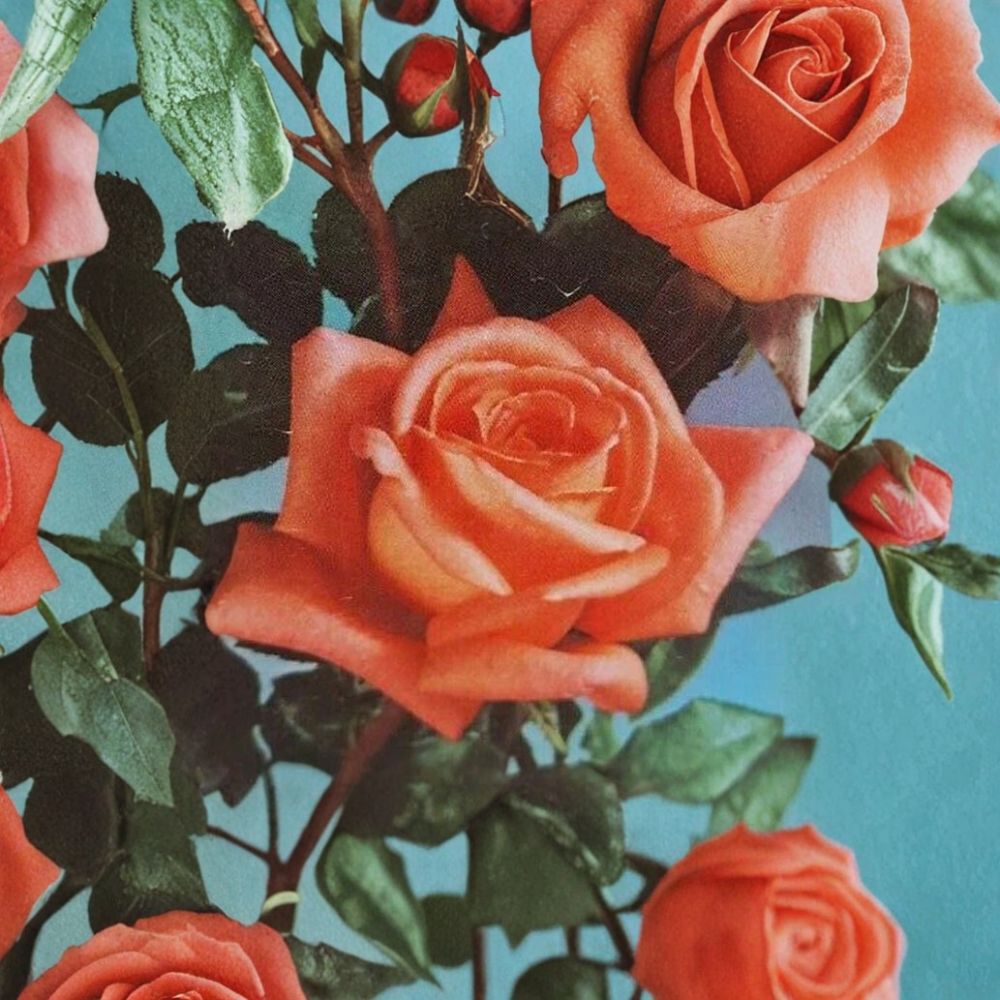 Shreveport Hybrid Tea Rose - 3 Gallon Orange Blooming Live Bush Plant