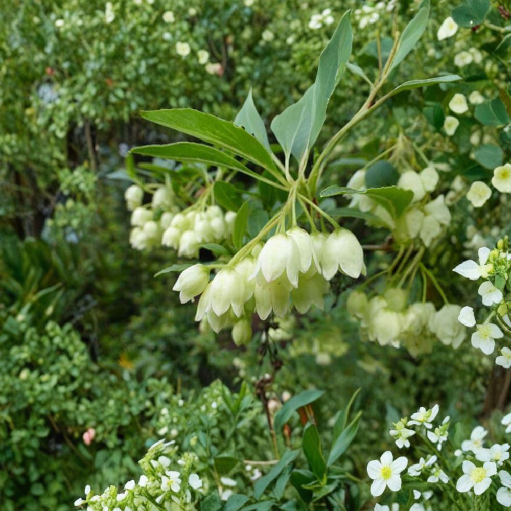 Enkianthus campanulatus 'Albiflorus' – Redvein Enkianthus Live Plant | 2 Gallon Pot | White Bell Flowers & Fall Color