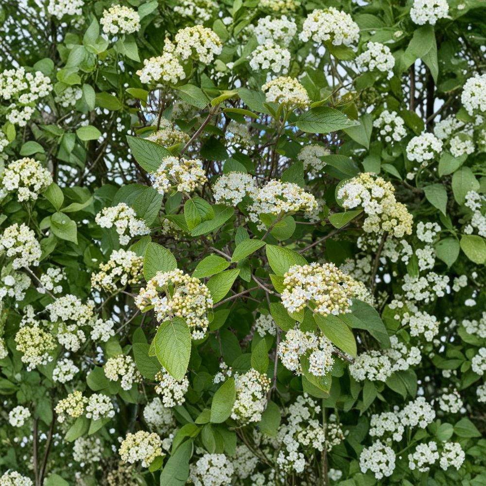 Mohican Viburnum – Viburnum lantana 'Mohican' Live Flowering Shrub in 4 Inch Pot