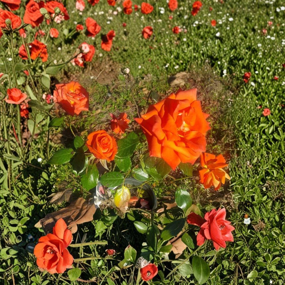 Marina Rose Floribunda Live Rose Bush | 5 Gallon Root-Wrapped Plant | Everblooming Salmon Orange Flowers