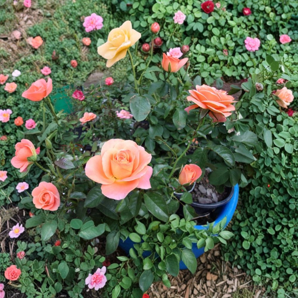New Year Rose Rosa Grandiflora Live Plant 2 Gallon Orange Blooms