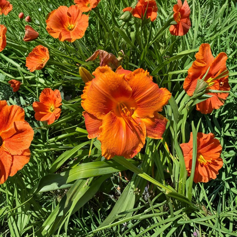 Hemerocallis 'Hot Wire' Daylily – 3 Bare Root Plants | Hardy Perennial Flower