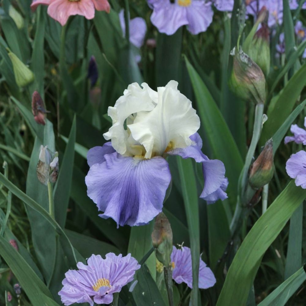Stairway to Heaven Bearded Iris – 3 Live Rhizomes | Hardy Lavender Blue Perennial Flower
