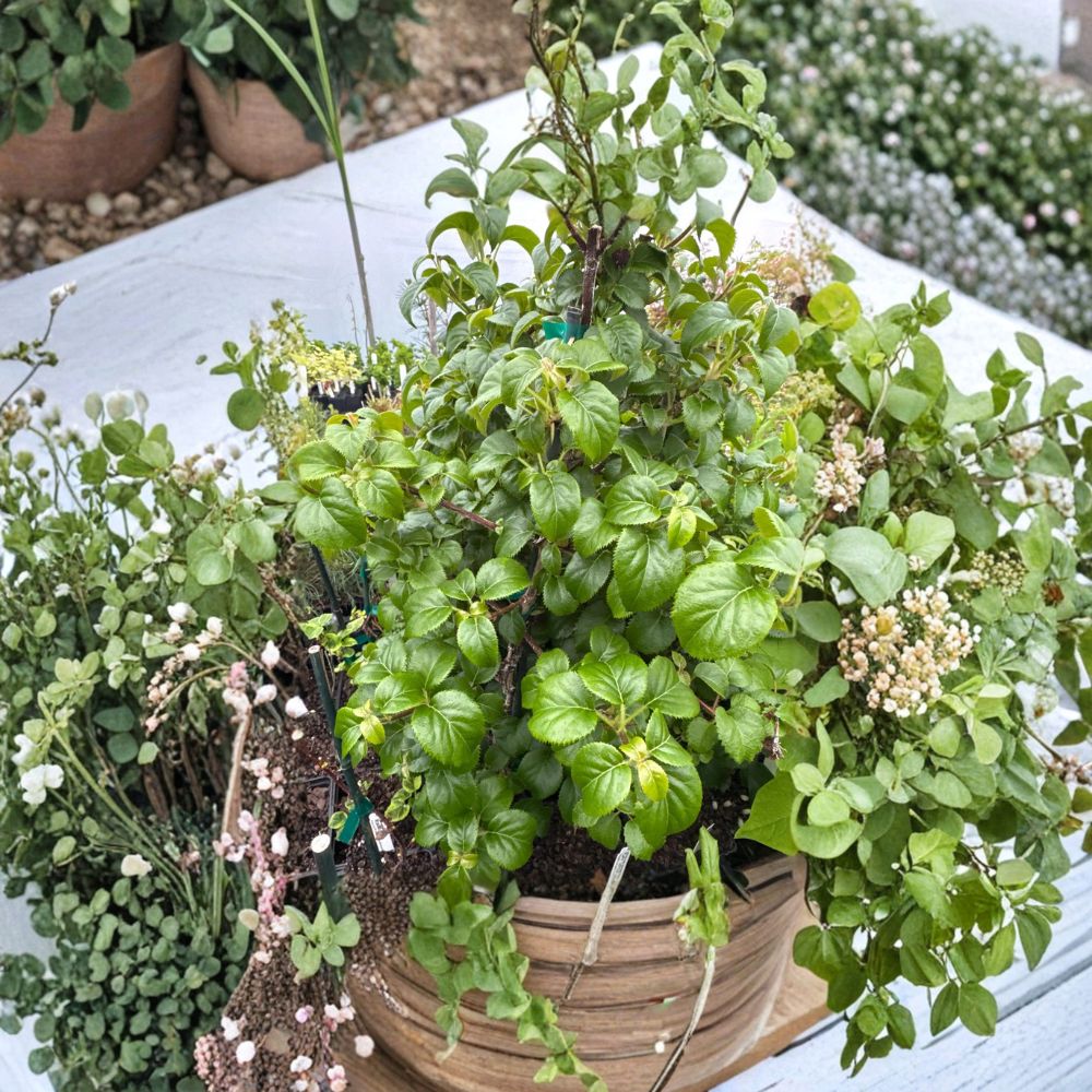 Schizophragma hydrangeoides 'Platt Little Leaf' – Climbing Hydrangea Live Plant in 4 Inch Pot