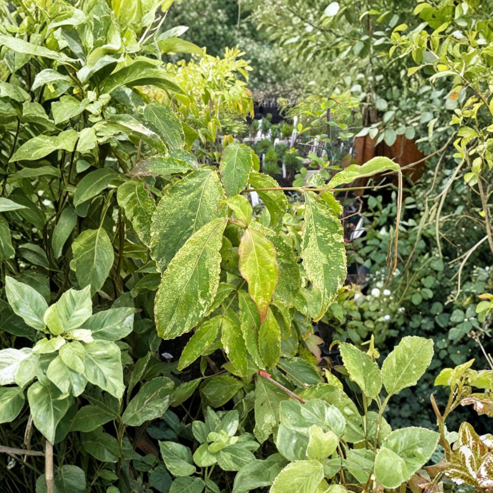 Cornus kousa 'White Duster' Variegated Dogwood Live Plant | 12 Inch 1-Year Graft Ornamental Tree
