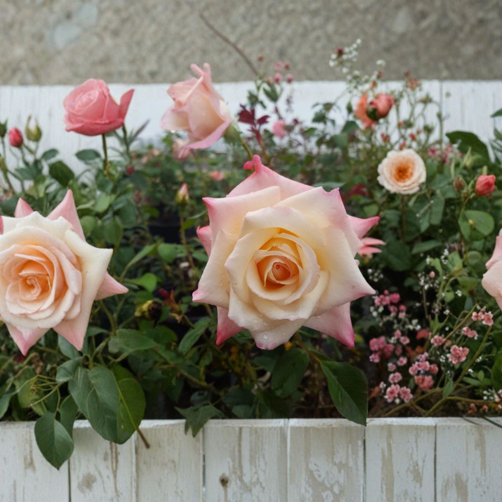 Peace Rose Rosa Hybrid Tea Live Plant 1 Gallon | Yellow Pink Blend Blooms