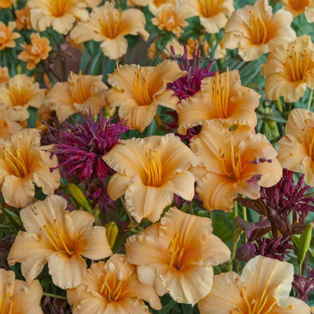 Hemerocallis 'Apricot Sparkles' Daylily - 3 Bare Root Plants | Dwarf Perennial with Apricot Blooms