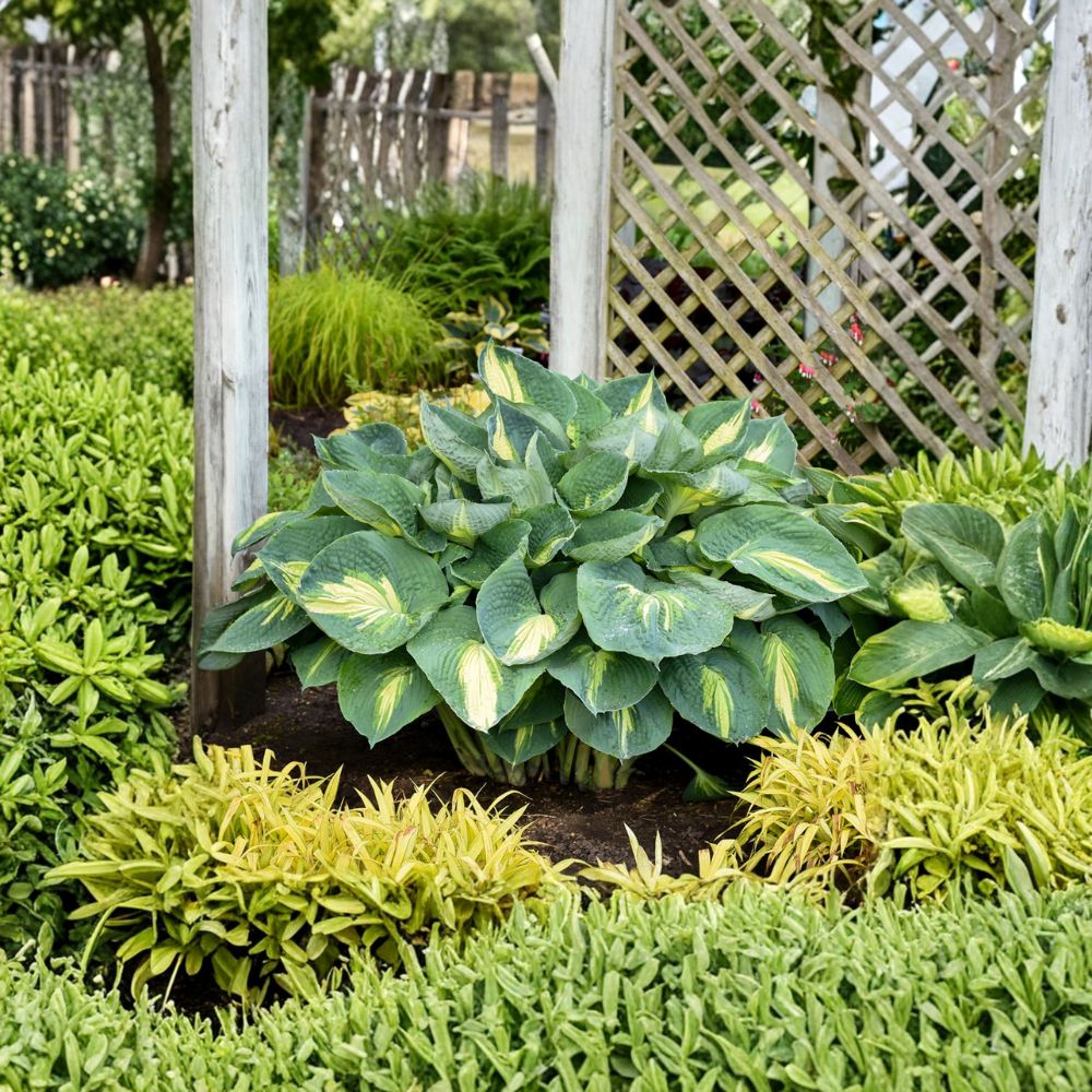 Hosta 'Hudson Bay' Bare Root Starter Plant | Blue Variegated Shade Perennial