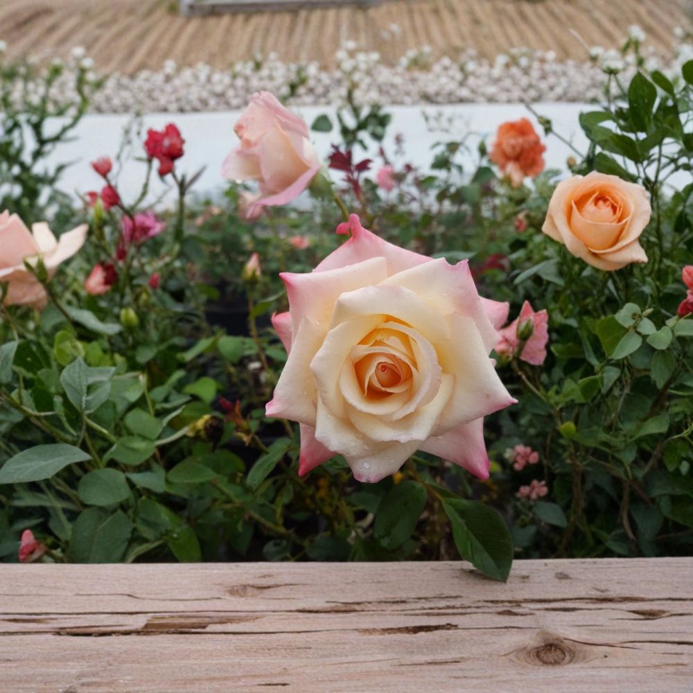 Peace Rose Hybrid Tea Live Plant | 3 Gallon Yellow Blend Blooms | Award-Winning Garden Rose