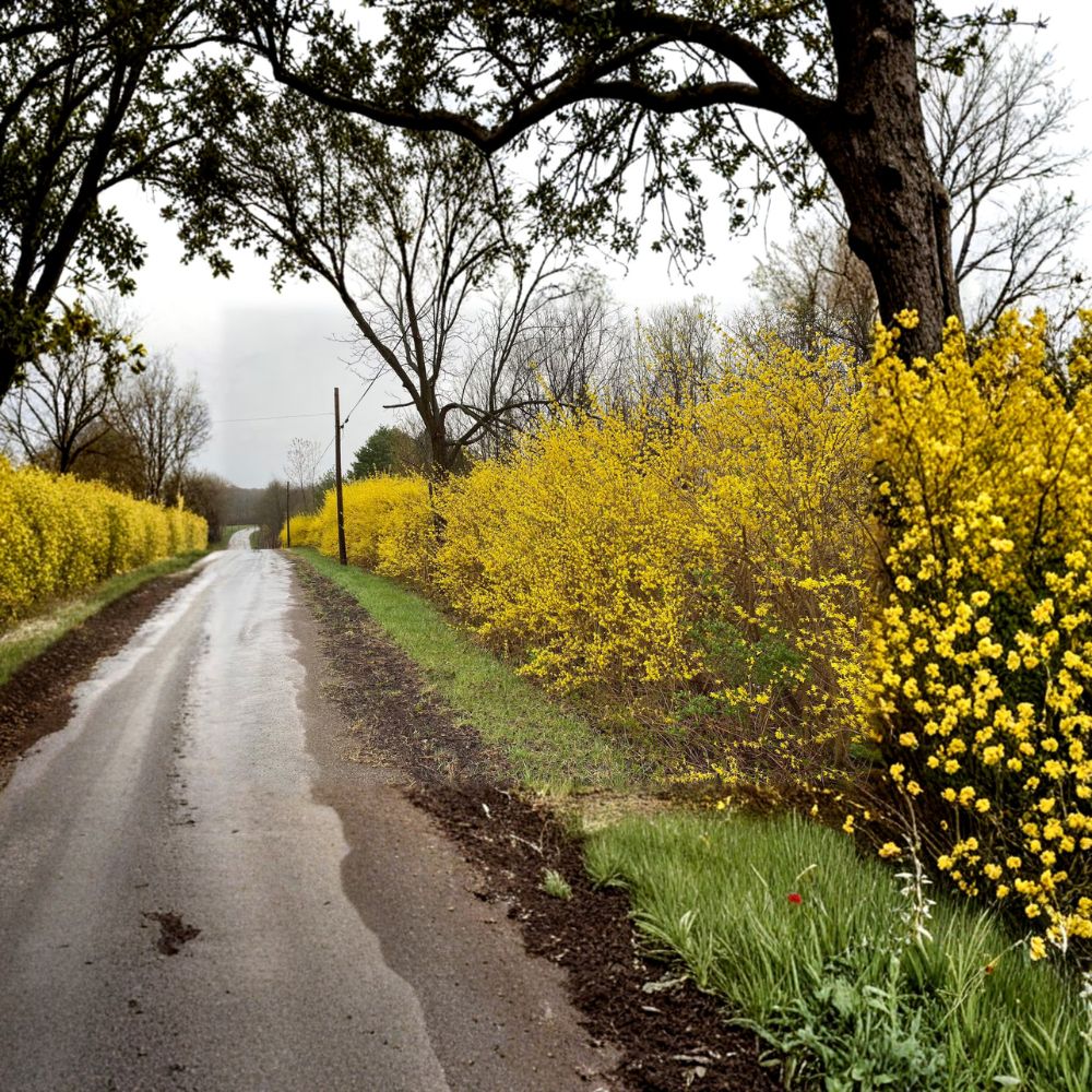 Northern Gold Forsythia – Cold Hardy Yellow Flowering Shrub in 1 Gallon Pot