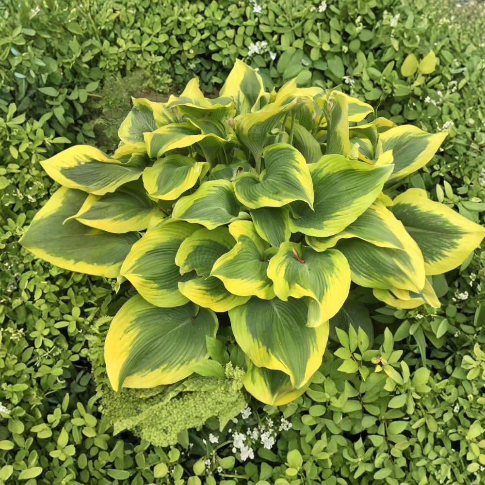 Hosta 'Atlantis' Bare Root Starter Plant | Giant Variegated Shade Perennial with Golden Yellow Margins