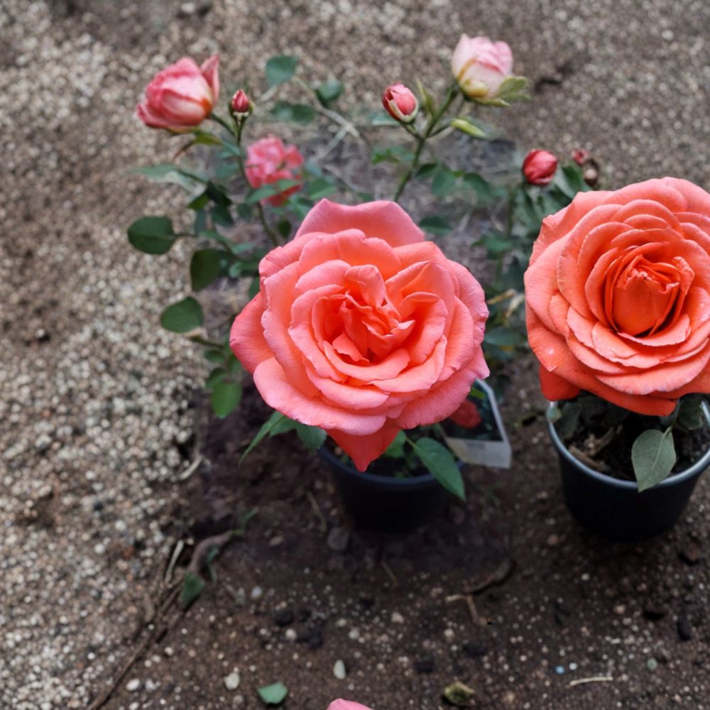 Tropicana Hybrid Tea Rose - Live Orange Rose Bush 5 Gallon | Fragrant Vibrant Garden Shrub