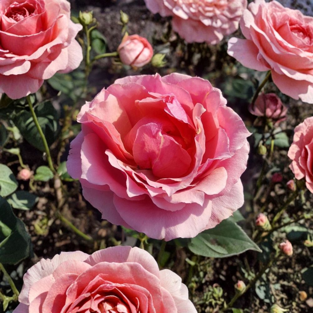 Princesse de Monaco Grandiflora Rose Live Plant - 1 Gallon Pink Rose Bush