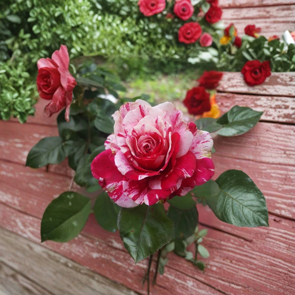 Scentimental Floribunda Rose Live Plant – 5 Gallon | Fragrant Red & White Striped Rose Bush