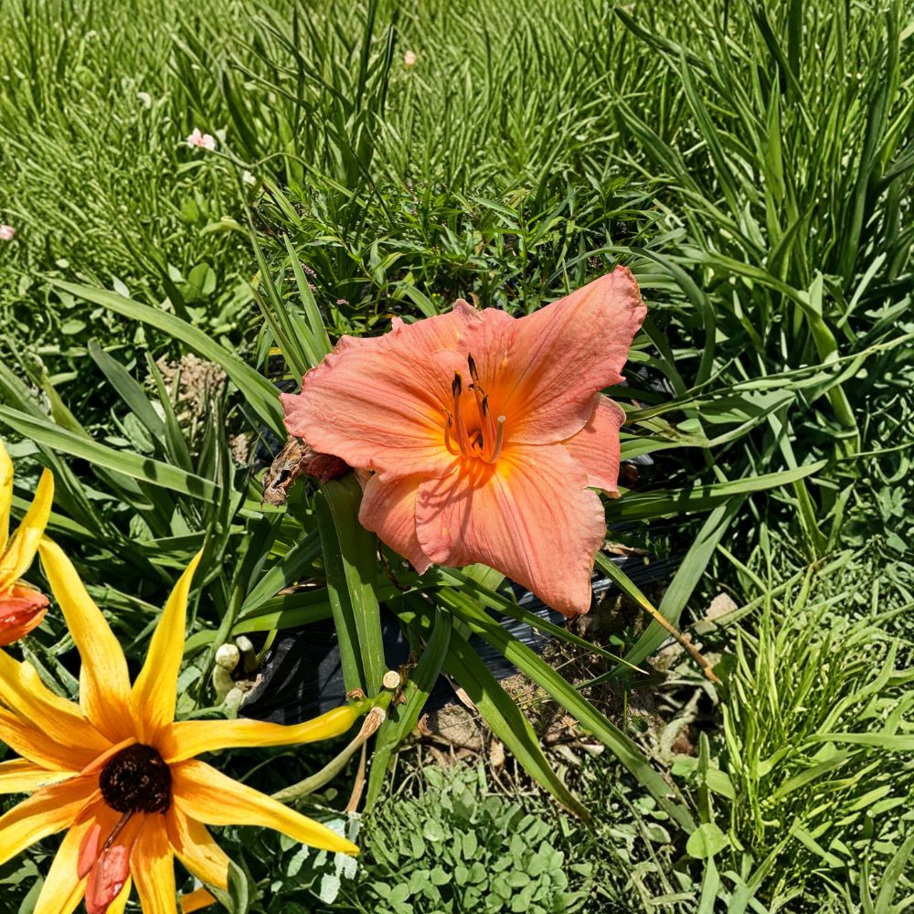 Hemerocallis 'Frank Gladney' Daylily – 3 Bare Root Plants | Hardy Perennial Flower