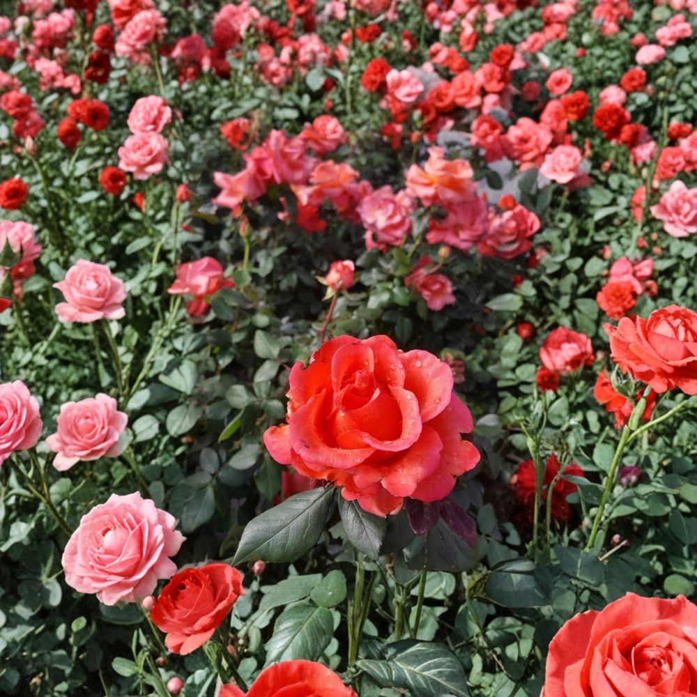 Ring of Fire Hybrid Tea Rose - Live 1 Gallon Rose Bush Plant with Fiery Red Orange Yellow Blooms