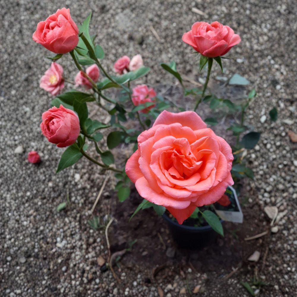 Tropicana Hybrid Tea Rose Live Plant - 3 Gallon Vibrant Orange Fragrant Rose Bush