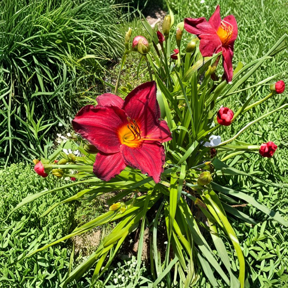 Hemerocallis 'Chicago Brave' Daylily – 3 Bare Root Plants | Hardy Perennial Flower